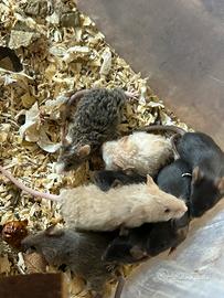 Mus musculus colorati