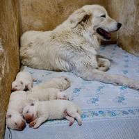 Cucciolata Pastore Maremmano Abruzzese - Pedigree