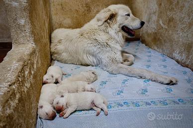 Cucciolata Pastore Maremmano Abruzzese - Pedigree