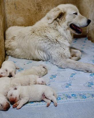 Cucciolata Pastore Maremmano Abruzzese - Pedigree