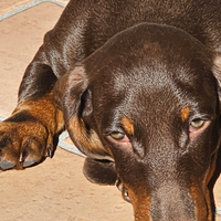 Bassotto Kaninken maschio 3 mesi