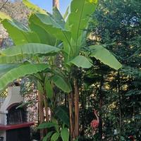 Piante di banano