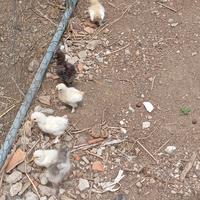 Animali