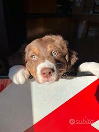 Cuccioli pastore australiano