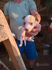 Jack Russell