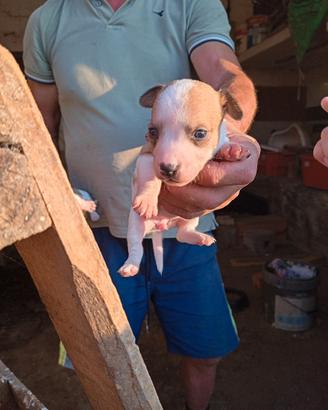 Jack Russell