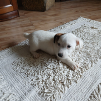 Jack russell
