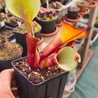 pianta carnivora heliampora 