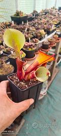pianta carnivora heliampora 