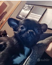 Cucciola Chihuahua pelo corto