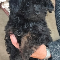 BarboncinA Toy Phantom