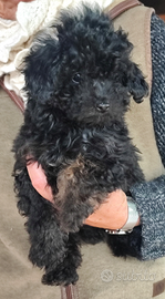 BarboncinA Toy Phantom