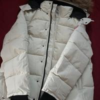 Canada goose