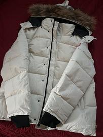 Canada goose