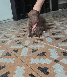 Cucciola di due mesi incrocio con Labrador