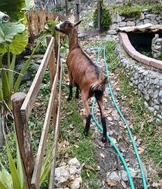 Capretta Camosciata delle Alpi