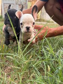 Cuccioli di bulldog francese