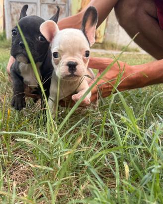Cuccioli di bulldog francese