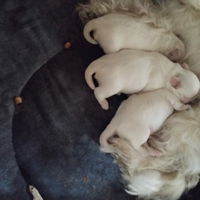 Cuccioli Maltese