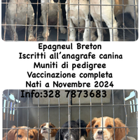 Animali, Breton con Pedigree