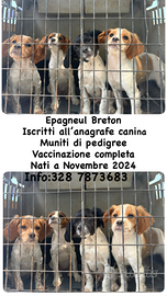 Animali, Breton con Pedigree