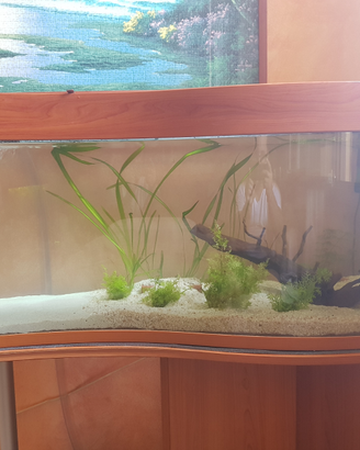 Acquario 200lt