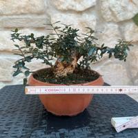 Bonsai shohin olivastro