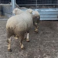 Arieti ile de france