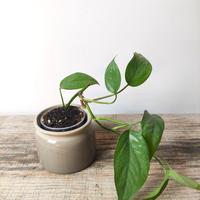Epipremnum Cebu Blue