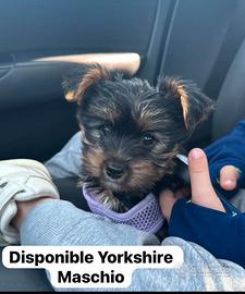 Yorkshire