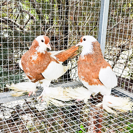 Colombi sassonia gialli pezzati