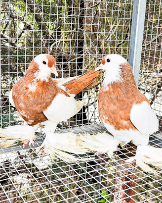 Colombi sassonia gialli pezzati