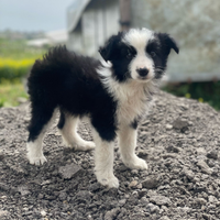 Cucciole border collie