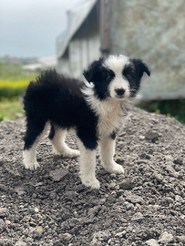 Cucciole border collie