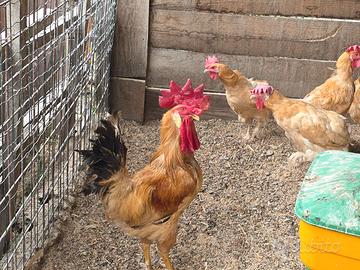 Gallina bionda piemontese