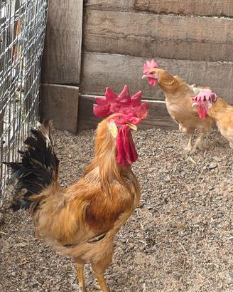 Gallina bionda piemontese