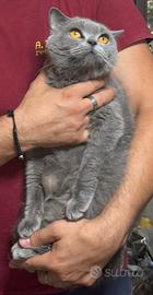 Gatti British Adulti