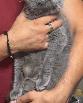 Gatti British Adulti