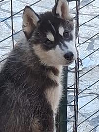 Cucciolo Siberian husky
