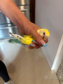Uccello inseparabile