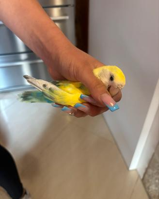 Uccello inseparabile