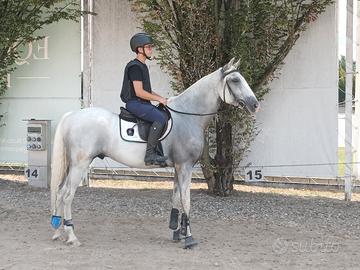 cavallo lusitano