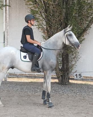 cavallo lusitano