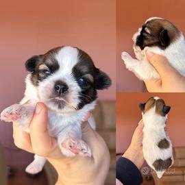 Cuccioli di shihtzu