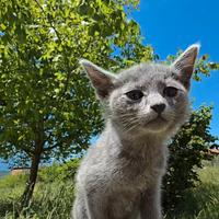 Gattini Blu di Russia