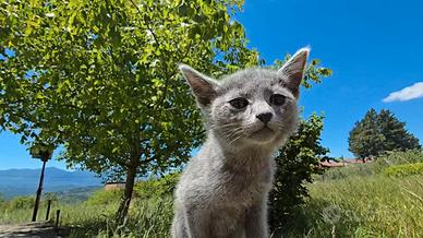 Gattini Blu di Russia