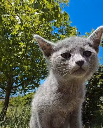 Gattini Blu di Russia