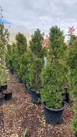 pianta da siepe thuja