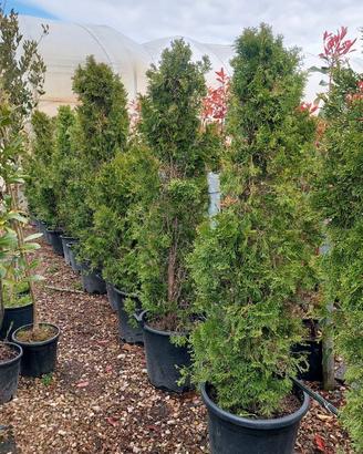 pianta da siepe thuja