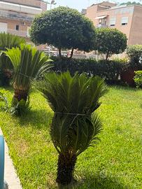 Cycas